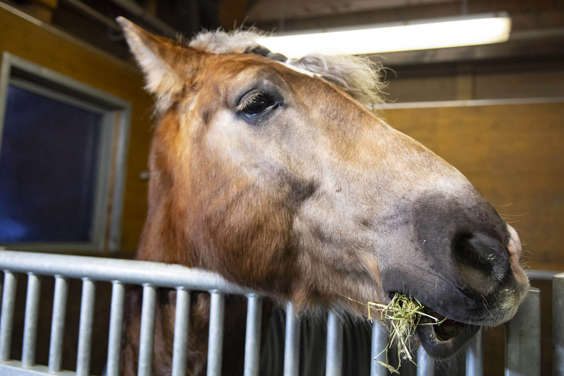 Le cheval le plus puissant de Zermatt